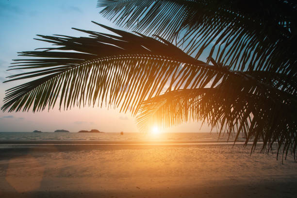 coucher de soleil sur la plage de la mer tropicale avec la silhouette des palmiers des feuilles. - 11877 photos et images de collection