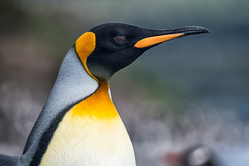 Close-up Portrait of a King penguin, Tierra del Fuego, Patagonia