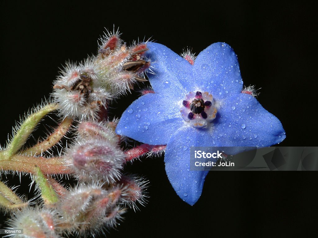 Azul Flor selvagem - Royalty-free Animal selvagem Foto de stock