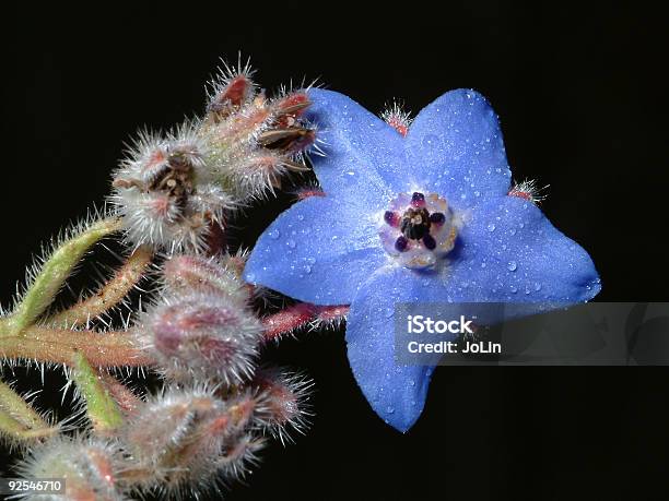 Azul Flor Selvagem - Fotografias de stock e mais imagens de Animal selvagem - Animal selvagem, Ao Ar Livre, Azul