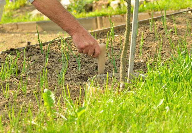 istock Farmer hands planting vegetables 925467138