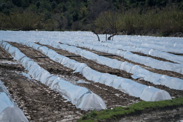 istock Small  green house in a row 925467194