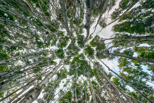 Low-angle shot of a forest of Antarctic Beech trees, Tierra del Fuego National Park, Argentina