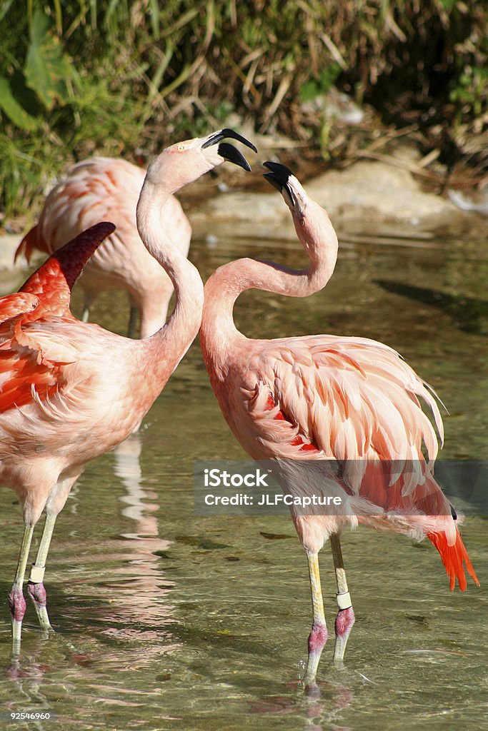 Lucha Flamencos - Foto de stock de Agua libre de derechos