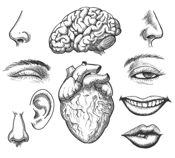 인간의 얼굴과 장기 - 코 부분 stock illustrations