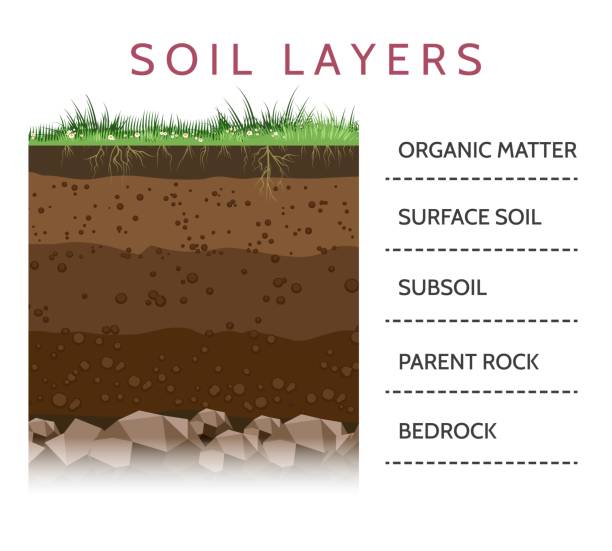 Soil layer scheme with grass Dirt layers. Soil layer scheme with grass and roots, earth texture and stones vector illustration bedrock stock illustrations