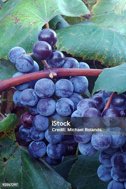 Concord Uva Vino - Fotografie stock e altre immagini di Agricoltura - Agricoltura, Aiuola, Ambientazione esterna