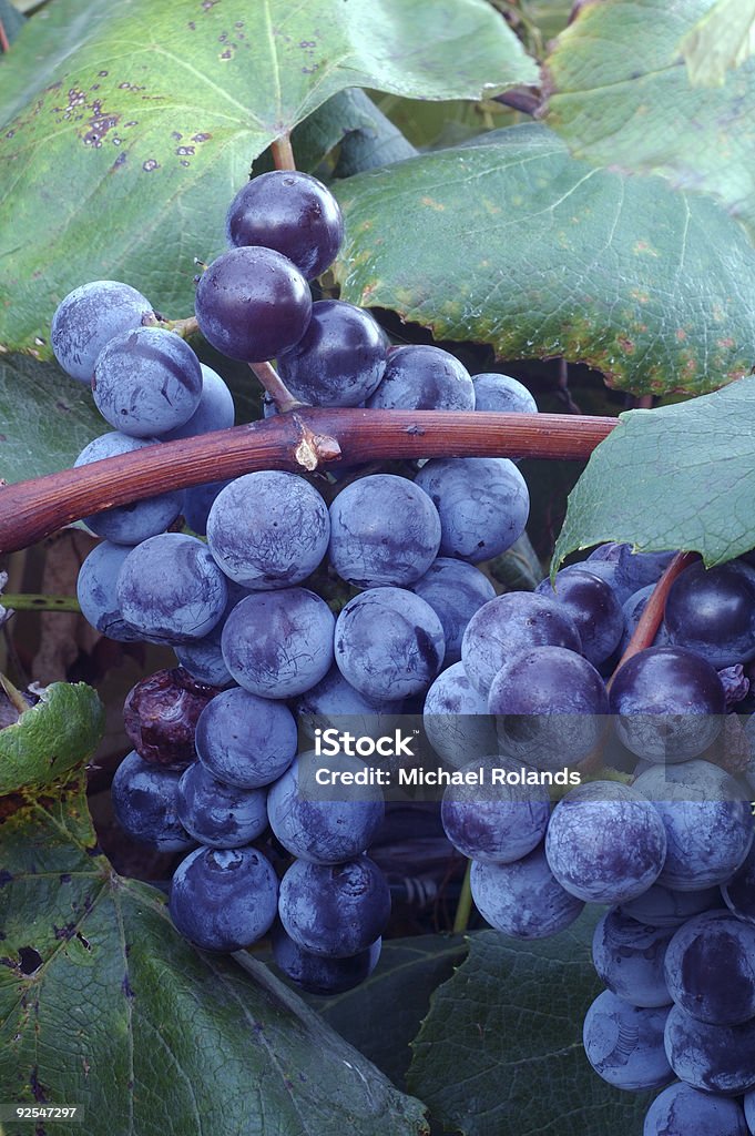 Concord uvas viníferas - Foto de stock de Agricultura royalty-free
