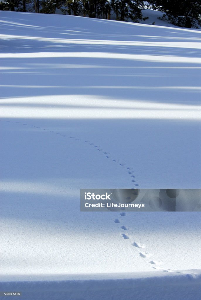 Animal las pistas de nieve - Foto de stock de Aislado libre de derechos