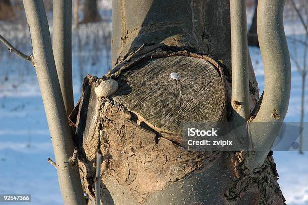 Foto de Inextirpable e mais fotos de stock de Anel de Árvore - Anel de Árvore, Biologia, Botão - Estágio de flora