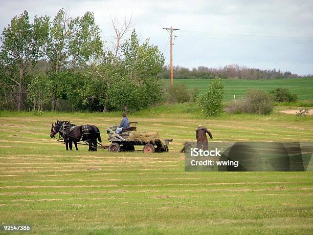 Foto de Vintage Haying Em De Agosto De e mais fotos de stock de Agricultura - Agricultura, Carroça, Cavalo - Família do cavalo