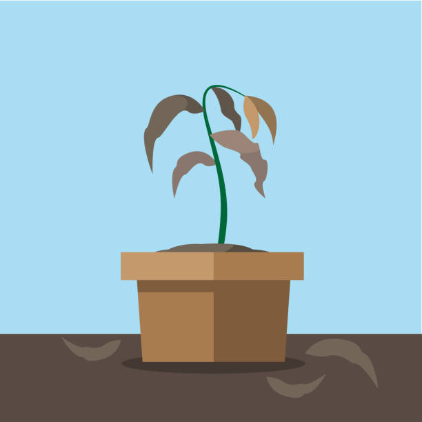 Withered Plant Withered Plant in a Pot wilted plant stock illustrations