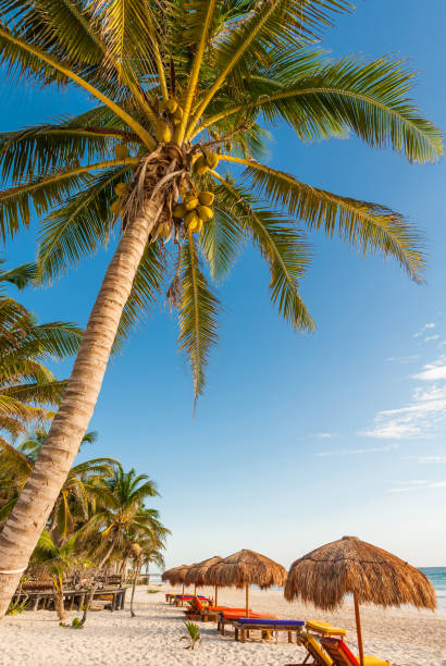 A beach on the Mayan Riviera in Mexico.Please see my portfolio for additional tropical scenics.