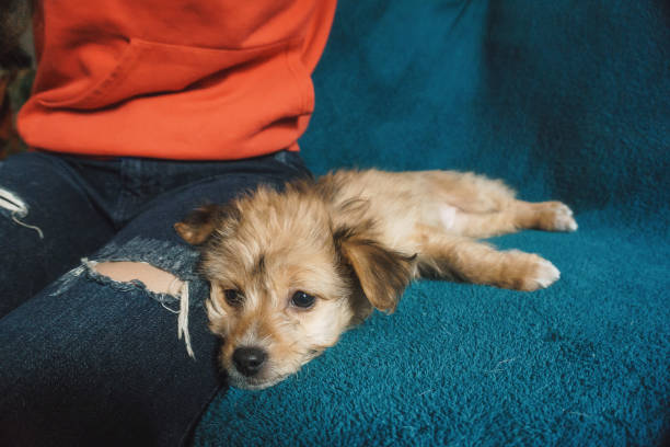 istock small puppy without pedigree on a plaid in the studio and at home 925476362