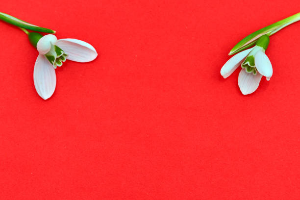 Snowdrop- spring white flower on red  background with place for text