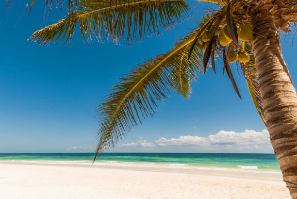istock White sand tropical beach in Tulum Mexico 925477230
