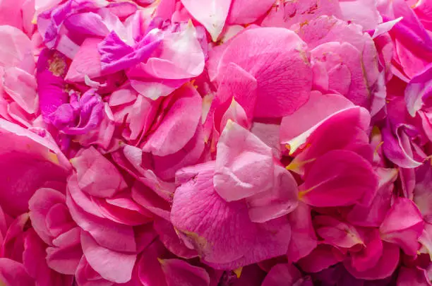 pink rosebuds in summer
