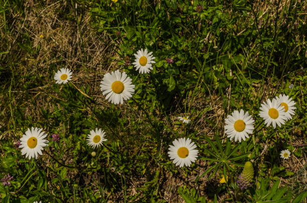istock many chamomile blossoms in nature 925477558