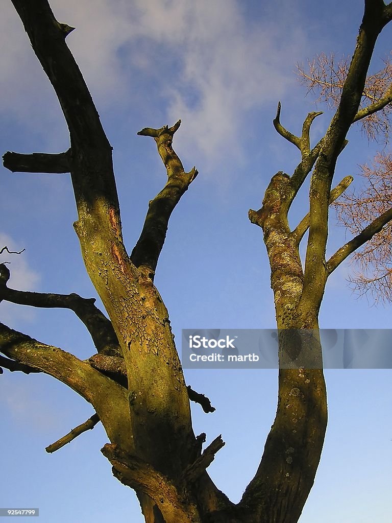 Arbre mort - Photo de Arbre libre de droits