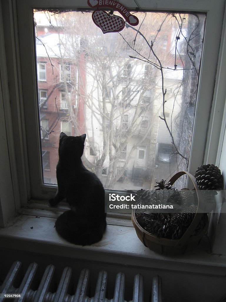 Kot w oknie - Zbiór zdjęć royalty-free (Mieszkanie)