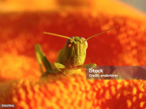 Verde Cavalletta 1 - Fotografie stock e altre immagini di Arancione - Arancione, Asciugamano, Calore - Concetto