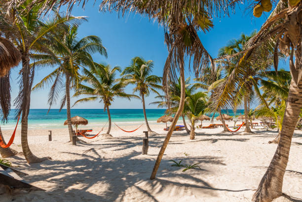istock White sand tropical beach in Tulum Mexico 925481178