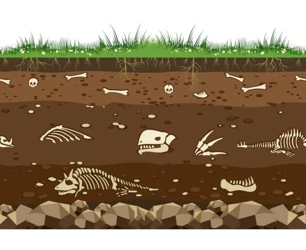 Vector illustration of Soil with dinosaur bones