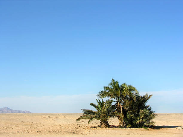 砂漠のオアシス - driest ストックフォトと画像