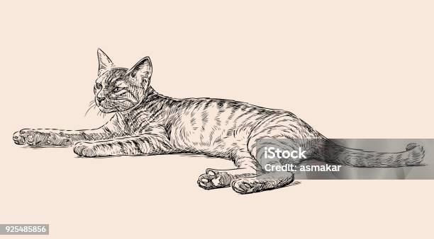 Sketch Of A Lying Kitten Stock Illustration - Download Image Now - Domestic Cat, Pencil Drawing, Paw