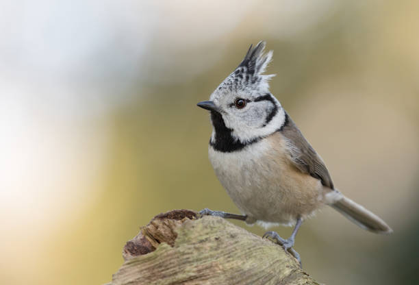 istock European crested tit perching on wood 925486362