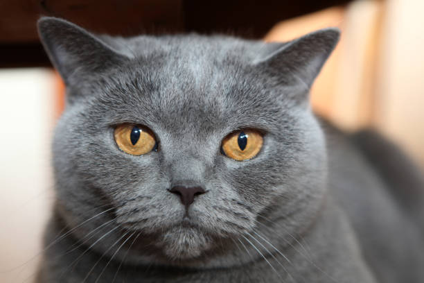 istock Cat Portrait home interior 925486660