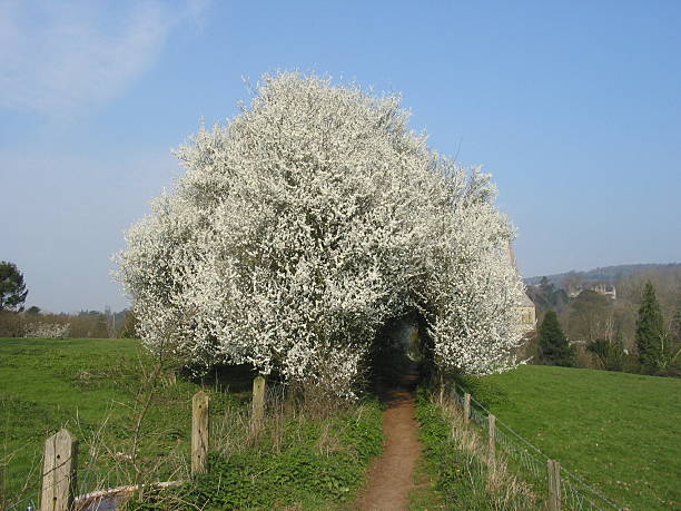 hawthorn - bridle path foto e immagini stock