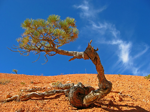 Utah: Bryce Canyon National Park: Queens Garden Trail