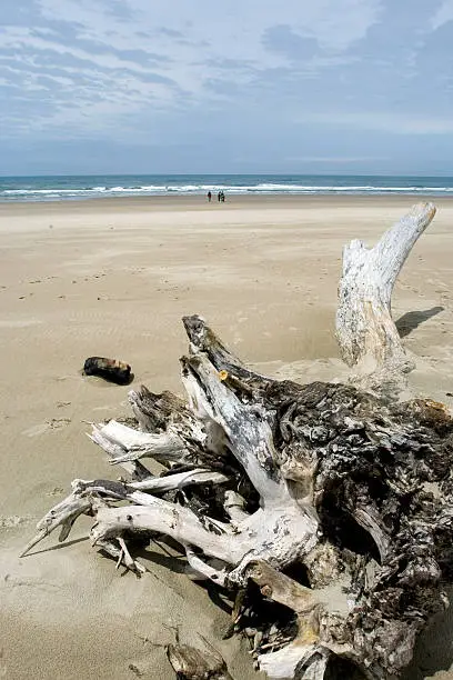 Photo of Dead tree