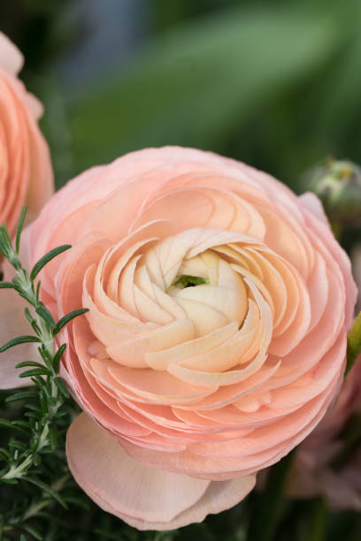 istock Pink and beige ranunculus macro. Spring posctacrd concept. 925492940