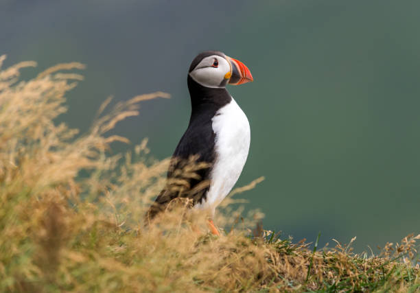 istock The Atlantic puffin, also known as the common puffin 925493690