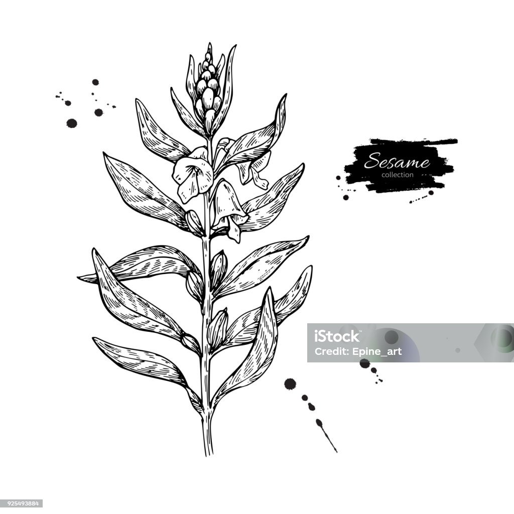 Sesame plant vector drawing. Hand drawn food ingredient. Botanic Sesame plant vector drawing. Hand drawn food ingredient. Botanical sketch of herb with seed. Agriculture grain engraved object. Culinary condiment. Great for packaging design, label, icon, oil jar. Sesame stock vector