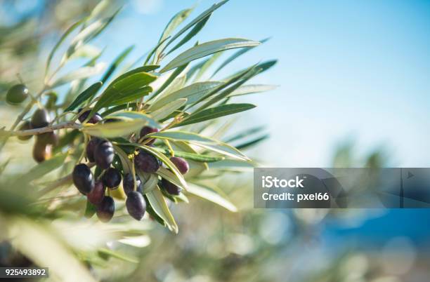 Olive Tree Stock Photo - Download Image Now - Olive Tree, Olive - Fruit, Mediterranean Sea