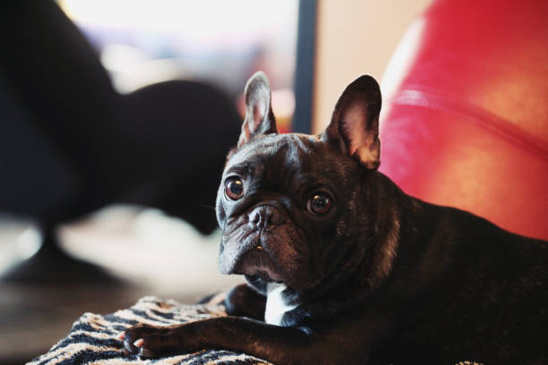 istock French Bulldog Home interior red sofa 925494276