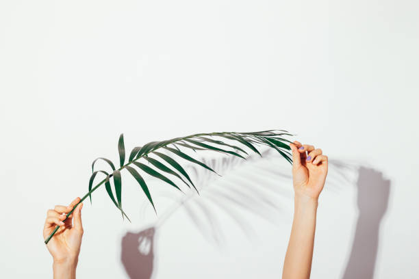 istock Female hands holding a palm leaf in bright light 925494376