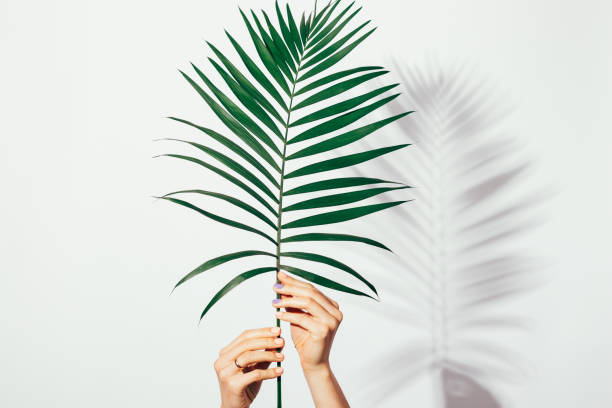 istock Female hands holding a palm leaf 925494380