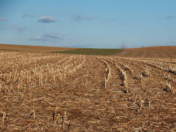 winter field – Foto