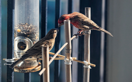 House Finches, a breeding pair, feeding each other, at bird feeder on urban building balcony in Toronto,Ontario, Canada