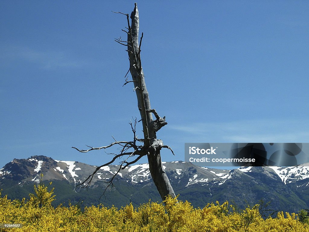 Lone Dead árvore - Foto de stock de Amarelo royalty-free