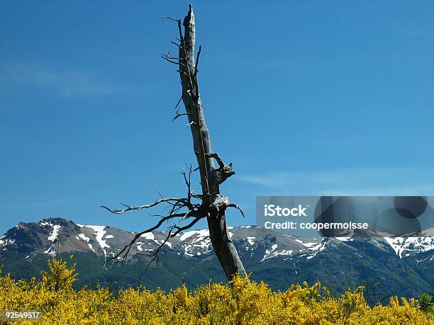 Foto de Lone Dead Árvore e mais fotos de stock de Amarelo - Amarelo, América do Sul, Argentina