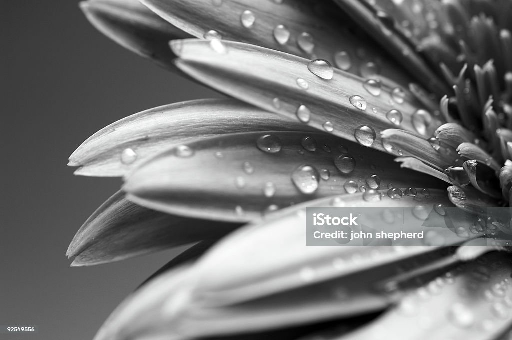 mono gerbera Gänseblümchen-Blume mit Wasser Tropfen auf Blütenblätter - Lizenzfrei Bildschärfe Stock-Foto