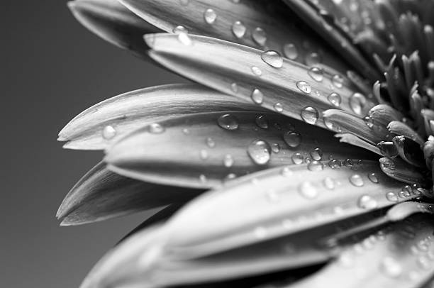 istock mono gerbera daisy flower petals covered in water droplets 92549556