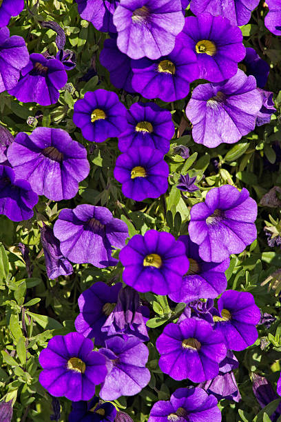 Spring flowers  night flower bed penis the stock pictures, royalty-free photos & images