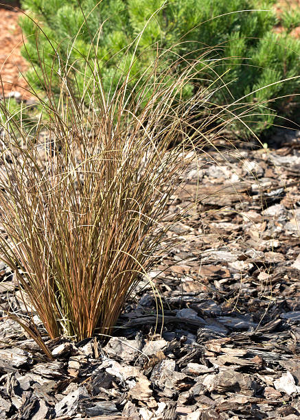 patrón de césped - night flower bed penis the fotografías e imágenes de stock