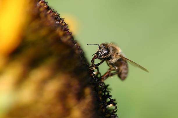 Abelha Melífera - foto de acervo